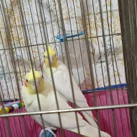 عروس هلندی