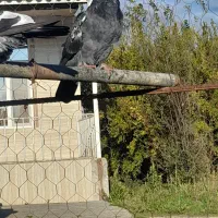 ۵ تا کبوتر فروشی|پرنده|بیله سوار, |دیوار