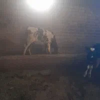 گاو شیری گوساله دار|حیوانات مزرعه|آشخانه, |دیوار