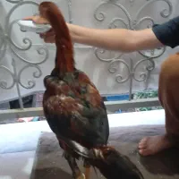 خروس لاری اصل