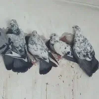 قوش فروشی ۵ تا هست همشون ۱۵۰۰ میلیون تومان