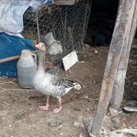 فروش تعداد۳ عدد غاز نمایی|حیوانات مزرعه|خمام, |دیوار