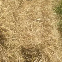 کاه کولش. ۵۰ عدد