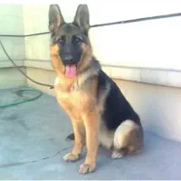 سگ ژرمن|سگ|مسجد سلیمان, |دیوار