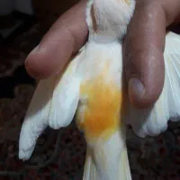 قناری موزایکی نر با قفس بزرگ ووسایل کامل