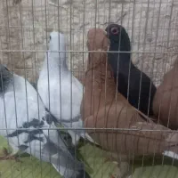 فروش کبوتر زرددم سفید|پرنده|زرند, |دیوار