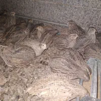 بلدرچین|حیوانات مزرعه|قم, نخودی|دیوار