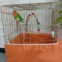 طوطی برزیلی سخنگو