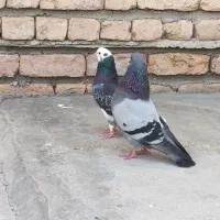 یک جفت کبوتر