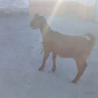 2عدد بز نر و ماده