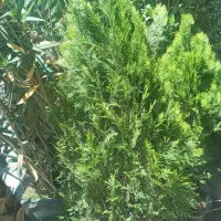 چنار|گل و گیاه طبیعی|تهران, تهرانسر غربی|دیوار