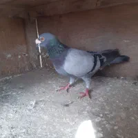 کبوتر نر بغدادی|پرنده|نکا, |دیوار