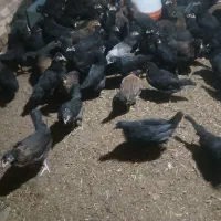 نیمچه مرغ رسمی