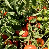 بذر گوجه فرنگی بریویو