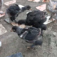 جوجه وخروس امپراتور