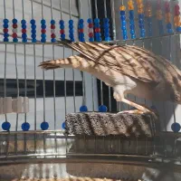 سهره خاکی|پرنده|کبودرآهنگ, |دیوار