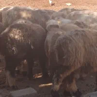 میش بز