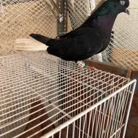 زاغ دم سفید ماده