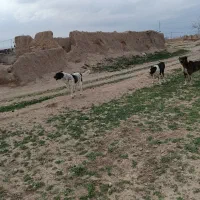 سگ نگهبان و گله ای واگذاری