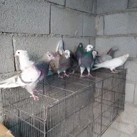 کفتر پرشی یکجایی|پرنده|کهریزک, |دیوار