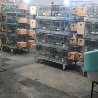 عروس جفتی وقناری وملنگو بفروش میرسد|پرنده|اقبالیه, |دیوار