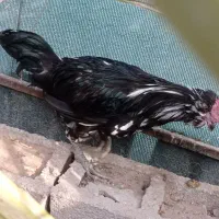 فروشی|حیوانات مزرعه|خورموج, |دیوار