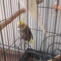 مرغ عشق وعروس هلندی|پرنده|گرگان, |دیوار