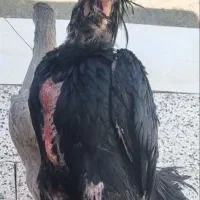 اوشامو مرغ و خروس لاری
