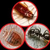 سمپاشی و دفع حشرات موذی سوسک،ساس،کنه،موش و.