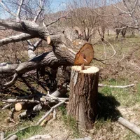 خرید و فروش چوب با بهترین قیمت