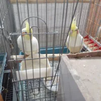 عروس هلندی لوتینو