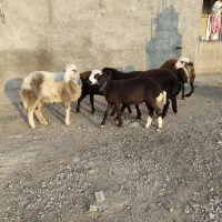 5راس توقلی ماده زیر قوچی درجه یک|حیوانات مزرعه|مزرعه کتول, |دیوار