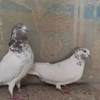 کفتر تهرانی نر و ماده کله ای پرشی|پرنده|برخوار, |دیوار