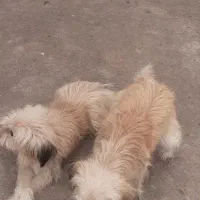 واگزاری  نگهدادی سگهای پاکوتاه و پشمالو