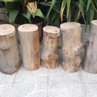 تنه های درخت چنار