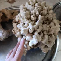 مرجان (صخره )سنگ حفره دار )اکواریوم