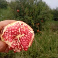 انار ملس و آبدار کیلویی 50هزار