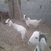 چندتا کهره نر و بز فروشی