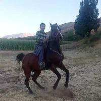 مادیون گم شده