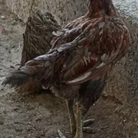 مرغ و جوجه لاری