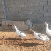 روستای مشراگه،امیدیه|حیوانات مزرعه|هندیجان, |دیوار