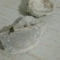 سنگ‌فصیلی