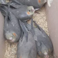 هلندی|پرنده|بهبهان, |دیوار