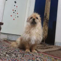 واگذاری رایگان ّزده