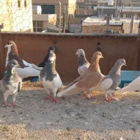 تعداد ۱۳اشهری اجل|پرنده|شیراز, میانرود|دیوار