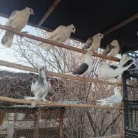 کبوتر پشتدار زینتی و دمچتری|پرنده|جوادآباد, |دیوار