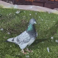 تیدی کمانگر|حیوانات|ایرانشهر, |دیوار