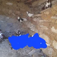 ۶ عدد کبوتر ککیلی کلفه.فیلی|پرنده|اردبیل, |دیوار