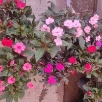 فروش گیاهان گلدار و آپارتمانی