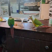 گرینچیک جفت سخنگو